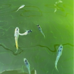 改良メダカの画像