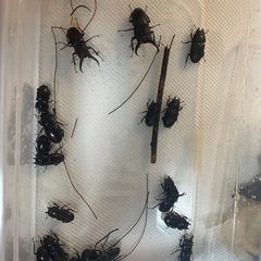 クワガタ