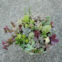 多肉植物　寄せ植え①