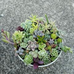 多肉植物　寄せ植え③