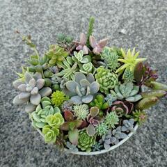 多肉植物　寄せ植え②