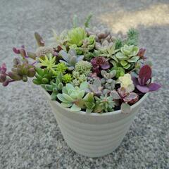 多肉植物　寄せ植え①の画像
