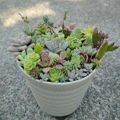 多肉植物　寄せ植え②の画像