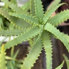 アロエ鉢植え