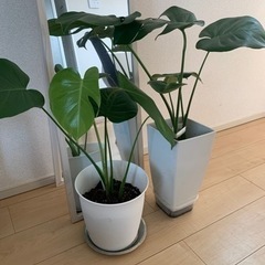 モンステラ