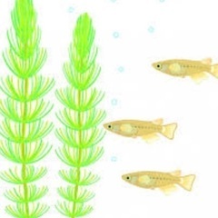 めだか〜小学生以下のお子様、学校、幼稚園等施設で飼育してみたい方限定の画像