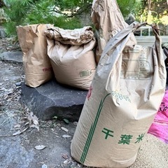 無料！古いお米差し上げます。