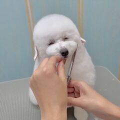 サロン　アシスタントトリマーの技術向上のため、カットモデル犬を募...