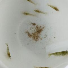 ミナミヌマエビ20匹+α