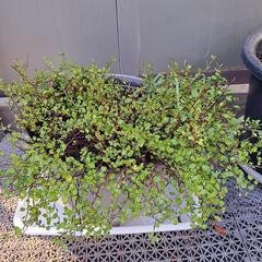 丸い葉っぱな植物とピンクの花(苗)