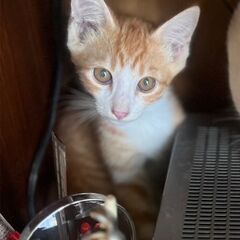 仔猫、差し上げます