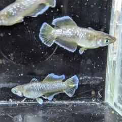 改良メダカ　フロマージュ光体型　若魚１ペア（2匹）の画像