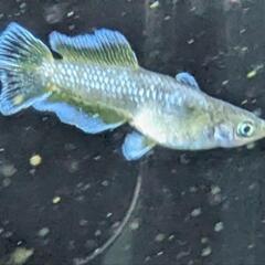 改良メダカ　フロマージュ光体型　若魚１ペア（2匹）の画像