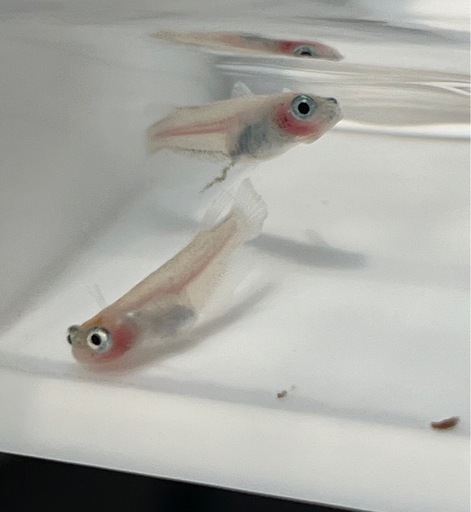 メダカ　ポニョ　２ペア