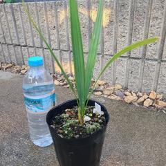 人気ヤシ　サバルヤシの苗　　の画像