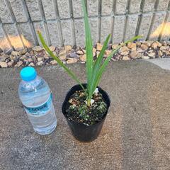 人気ヤシ　サバルヤシの苗　　の画像