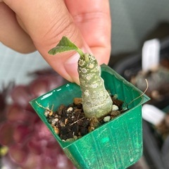 ドルステニア フォエチダの画像