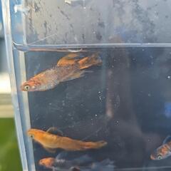 竜章鳳姿稚魚