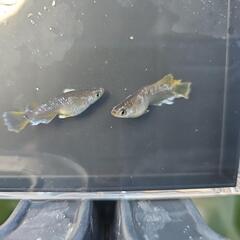 フロマージュ稚魚