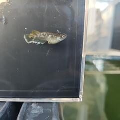 フロマージュ稚魚の画像
