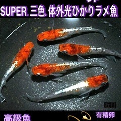 めだか卵💐SUPER三色体外光.ひかりラメ魚.有精卵　=35+α...