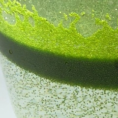 🐸➓メダカ夏バテ防止餌 仁丹浮き草(大量無料サービス提供❣️