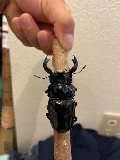 クワガタ　カブトムシ　