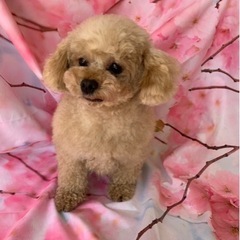 トイプードル男の子小さめです。 - 犬