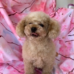 トイプードル男の子小さめです。 − 埼玉県