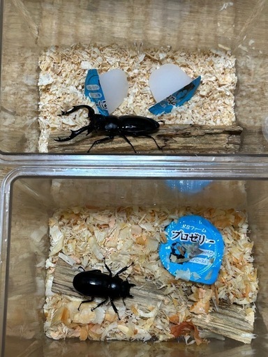 ウエストウッディオオシカクワガタ幼虫