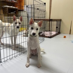 (仮)れもん君 里親募集　賢い子です◎家族に迎えませんか。見に来...
