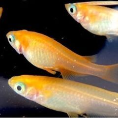 【改良メダカ】紅帝（こうてい）の若魚の画像