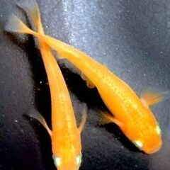 【改良メダカ】紅帝（こうてい）の若魚の画像