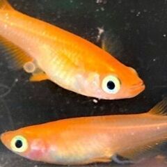 【改良メダカ】紅帝（こうてい）の若魚