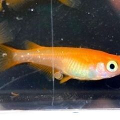 【改良メダカ】紅帝（こうてい）の若魚の画像