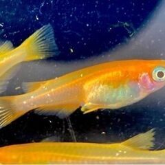 【改良メダカ】紅帝（こうてい）の若魚の画像