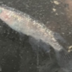 綺麗なメダカの卵ですー20粒で300円均一でーすの画像
