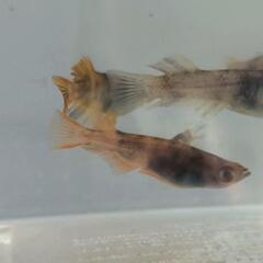 （受渡決定）メダカ　墨虎　オス1 メス6の画像