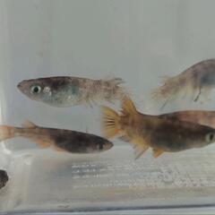 （受渡決定）メダカ　墨虎　オス1 メス6の画像