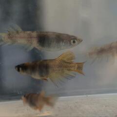（受渡決定）メダカ　墨虎　オス1 メス6の画像