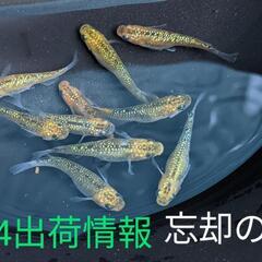 メダカetc　8/4出荷情報