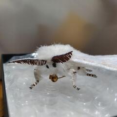 蛾売りおじさん 蚕ブローチ