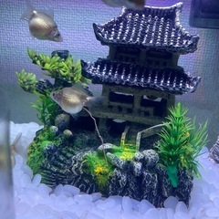 ピンポンパールの画像