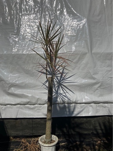 観葉植物・ドラセナ・レインボー