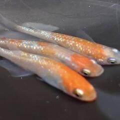 めだか 若魚〜成魚 展示販売中 プラ容器付 ¥1000