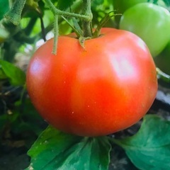 一旦締め切らせていただきます🙇‍♀️🍅茨木市産🥒農家直売🍆夏野菜...