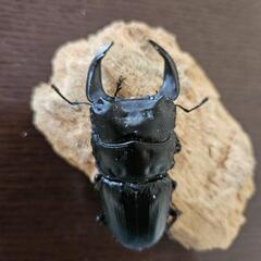 オオクワガタアブソルート血統です！