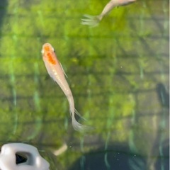 改良メダカの画像