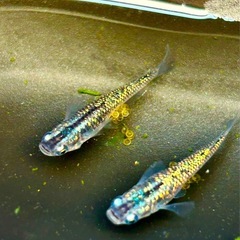 サファイアメダカ　有精卵　若魚　成魚【MARUEメダカ】