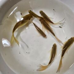 鉄魚①🐟